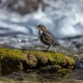 Wasseramsel (Cinclus cinclus)