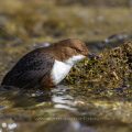 Wasseramsel (Cinclus cinclus)