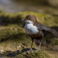 Wasseramsel (Cinclus cinclus)