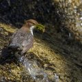 Wasseramsel (Cinclus cinclus)