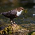 Wasseramsel (Cinclus cinclus)
