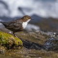 Wasseramsel (Cinclus cinclus)