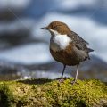 Wasseramsel (Cinclus cinclus)
