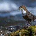 Wasseramsel (Cinclus cinclus)