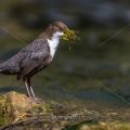Wasseramsel (Cinclus cinclus)