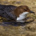 Wasseramsel (Cinclus cinclus)