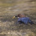 Wasseramsel (Cinclus cinclus)