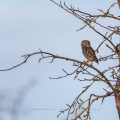 Steinkauz (Athene noctua)