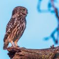 Steinkauz (Athene noctua)