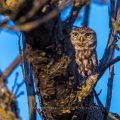 Steinkauz (Athene noctua)