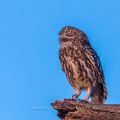 Steinkauz (Athene noctua)