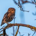 Steinkauz (Athene noctua)