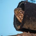 Steinkauz (Athene noctua) am Nistkasten