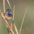 Weißsterniges Blaukehlchen (Luscinia svecica) Männchen