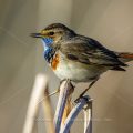 Weißsterniges Blaukehlchen (Luscinia svecica) Männchen