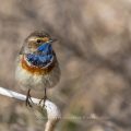 Weißsterniges Blaukehlchen (Luscinia svecica) Männchen