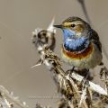 Weißsterniges Blaukehlchen (Luscinia svecica) Männchen