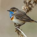 Weißsterniges Blaukehlchen (Luscinia svecica) Männchen