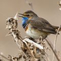 Weißsterniges Blaukehlchen (Luscinia svecica) Männchen