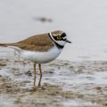 Flußregenpfeifer (Charadrius dubius)