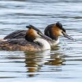Haubentaucher (Podiceps cristatus)