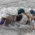 Stockenten (Anas platyrhynchos) streiten sich