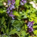 Hohler Lerchensporn (Corydalis cava)