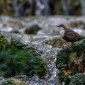 Wasseramsel (Cinclus cinclus)