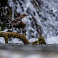 Wasseramsel (Cinclus cinclus)