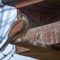 Turmfalke (Falco tinnunculus) Männchen am Nistkasten