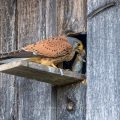 Turmfalke (Falco tinnunculus) Männchen am Nistkasten
