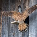 Turmfalke (Falco tinnunculus) Weibchen holt Beute ab beim Männchen
