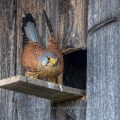Turmfalke (Falco tinnunculus) Männchen am Nistkasten