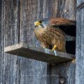 Turmfalke (Falco tinnunculus) Männchen am Nistkasten