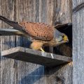 Turmfalke (Falco tinnunculus) Männchen am Nistkasten