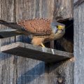 Turmfalke (Falco tinnunculus) Männchen am Nistkasten