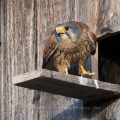Turmfalke (Falco tinnunculus) Männchen am Nistkasten