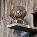 Turmfalke (Falco tinnunculus) Männchen am Nistkasten