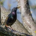 Star (Sturnus vulgaris) Männchen