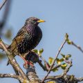 Star (Sturnus vulgaris) Männchen