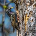 Star (Sturnus vulgaris) Männchen