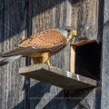 Turmfalke (Falco tinnunculus) Männchen am Nistkasten