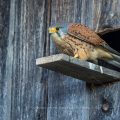 Turmfalke (Falco tinnunculus) Männchen am Nistkasten