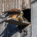 Turmfalke (Falco tinnunculus) Männchen am Nistkasten