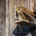 Turmfalke (Falco tinnunculus) Weibchen mit Beute
