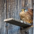 Turmfalke (Falco tinnunculus) Männchen am Nistkasten