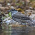 Mönchsgrasmücke (Sylvia atricapilla) Männchen, badend