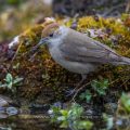 Mönchsgrasmücke (Sylvia atricapilla) Weibchen