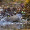 Mönchsgrasmücke (Sylvia atricapilla) Männchen, badend