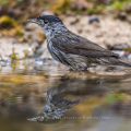 Mönchsgrasmücke (Sylvia atricapilla) Männchen, badend